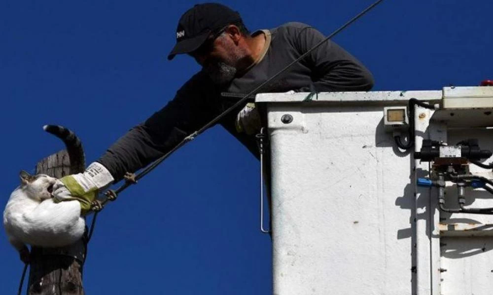 Απίθανο βίντεο από Σπάρτη – Διάσωση… ατίθασης γάτας από κολόνα της ΔΕΗ